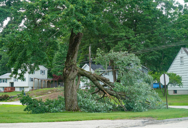 Best Large Tree Removal  in USA